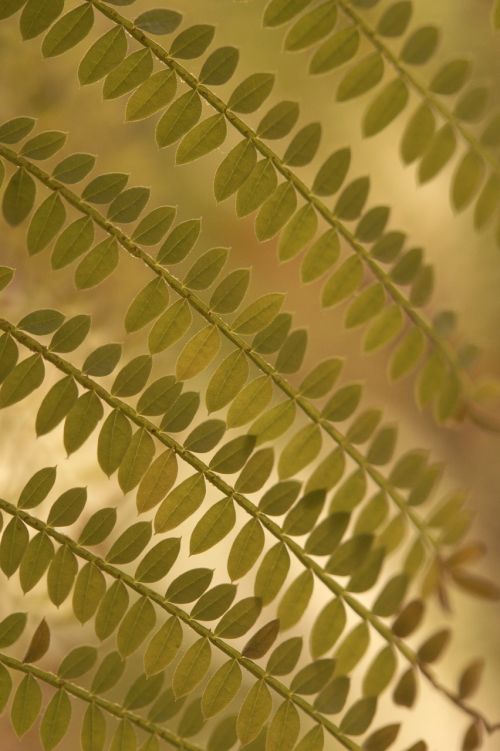 tiny leaves leaflets