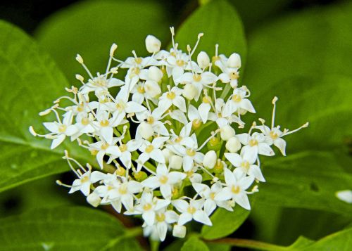 tiny wild plant white