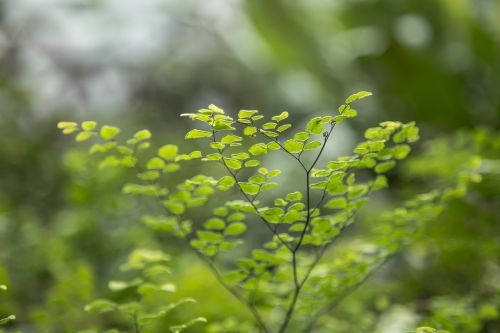 tiny leaves botanical