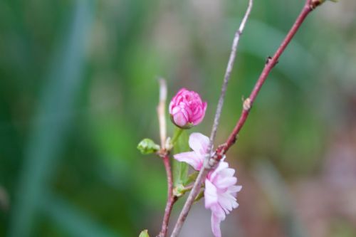 tiny flower flower pink
