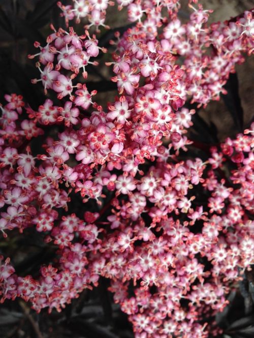 tiny flowers pink flowers elderberry