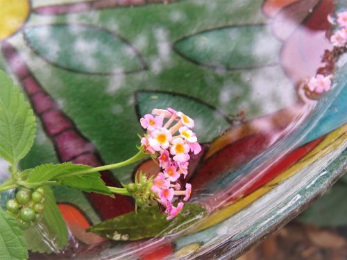 tiny flowers colorful bird bath reflections