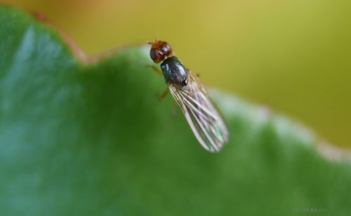 Tiny Fly
