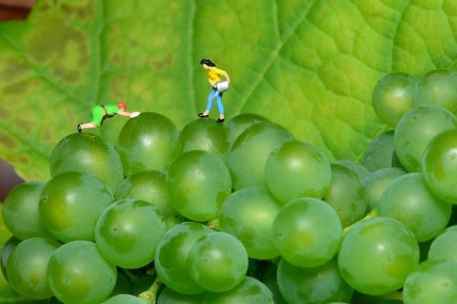 grapes small world green grapes