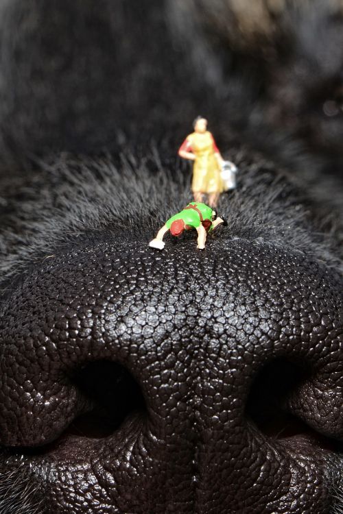 tiny people clean nose dog's nose