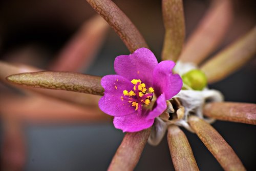 tiny purple flower  macro  pollens