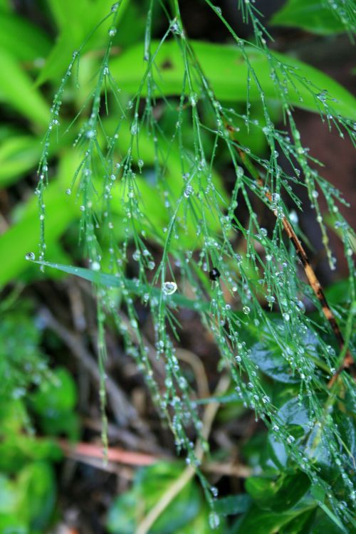 Tiny Water Drops On Foliage