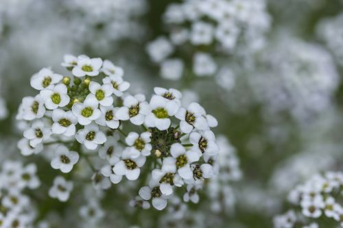 tiny white flowers white flowers close-up