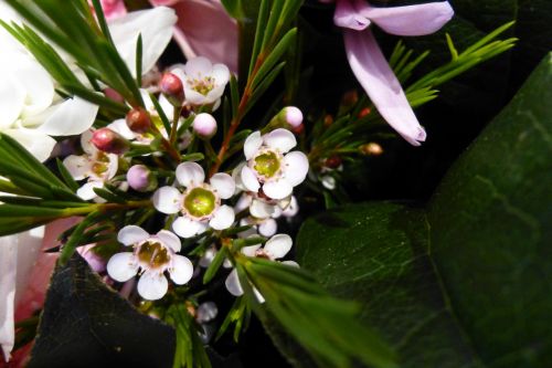 Tiny White Round Flowers