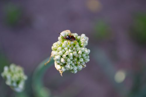 tipster flower macro