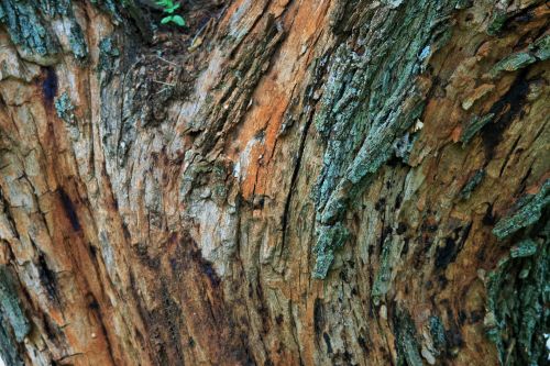 Tipuana Tree Bark