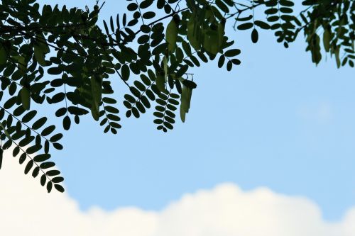 Tipuana Tree Foliage Against Sky