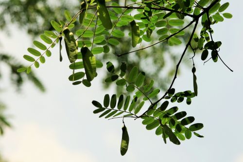 Tipuana Tree Green Leaves And Seed
