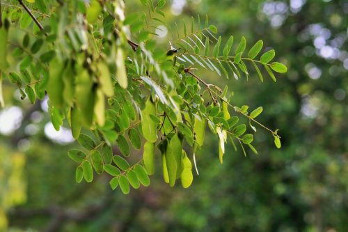 Tipuana Tree Green Pods And Leaves
