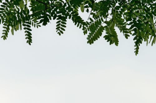 Tipuana Tree Leaves Against Sky