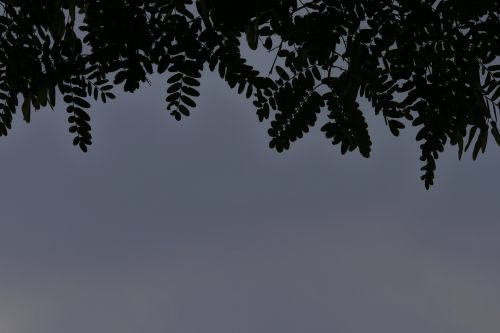 Tipuana Tree Leaves Against The Sky