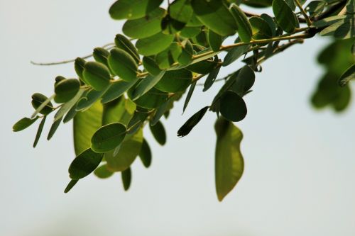 Tipuana Tree Leaves And Pods