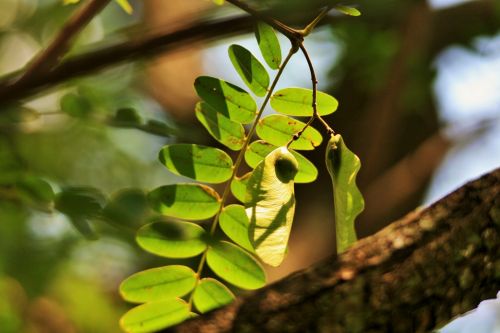 Tipuana Tree Single Leaf