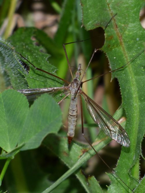 típula giant mosquito tipúlido