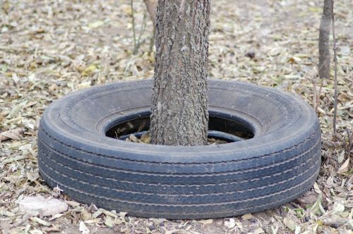 tire tree old