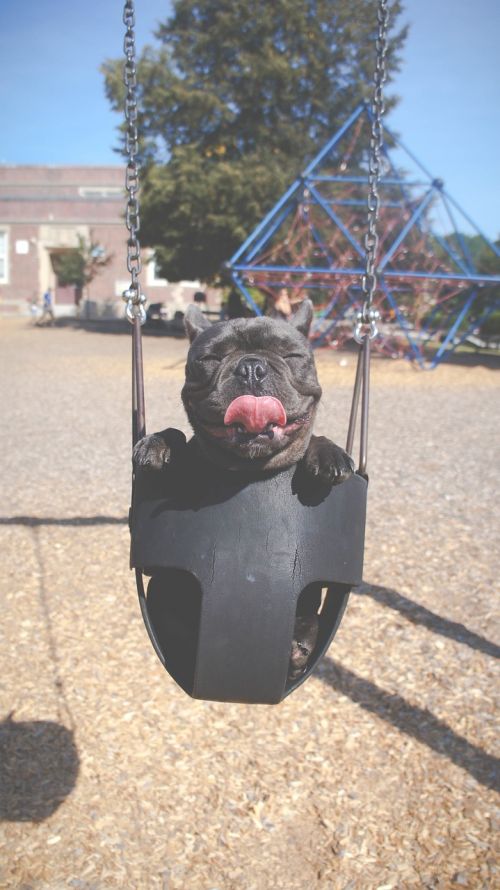 tire swing swing playground