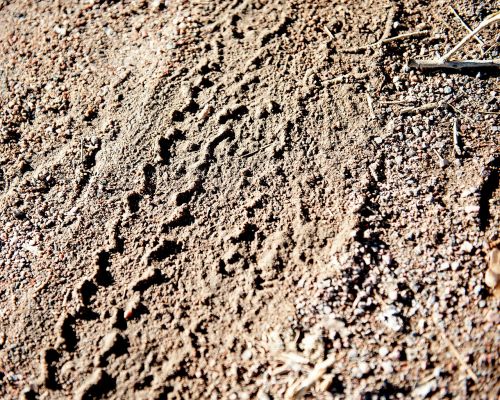 tire tracks tracks dirt