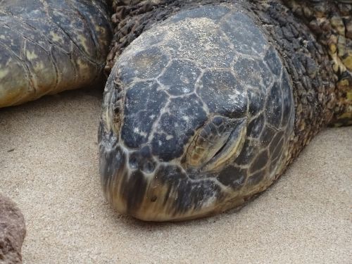 tired sea turtle animal