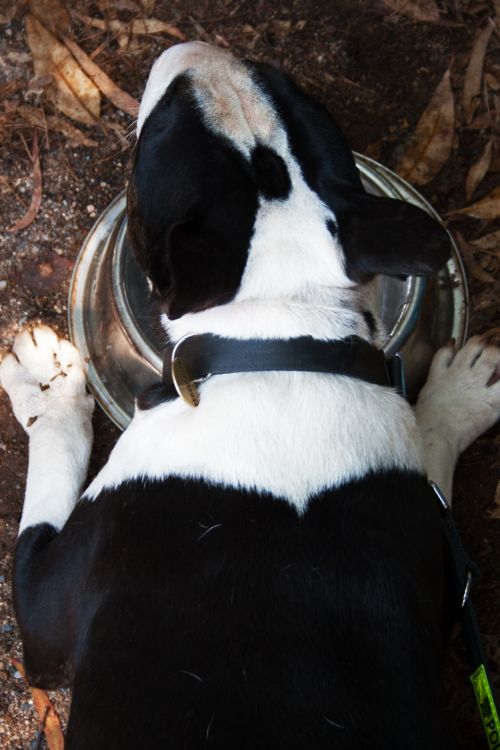 Tired Dog Over Water Bowl