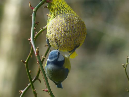 tit blue tit cyanistes caeruleus