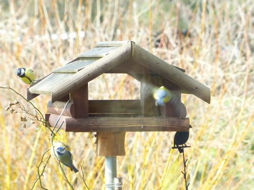 tit blue tit cyanistes caeruleus