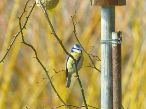 tit blue tit cyanistes caeruleus