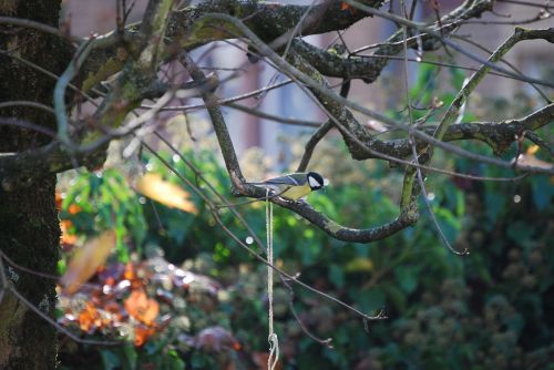 tit small bird songbird