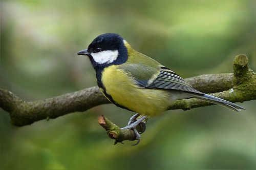 tit parus major bird