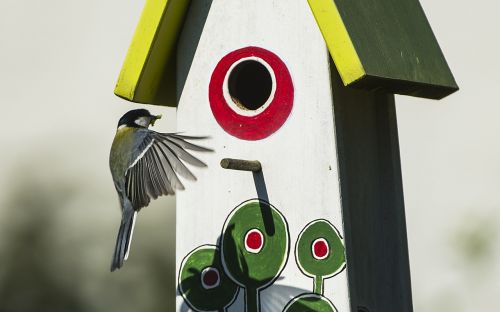 tit approach feeding