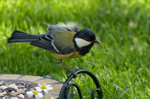 tit parus major bird