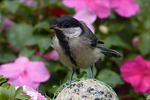 tit parus major bird