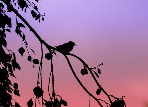 tit crested tit bird