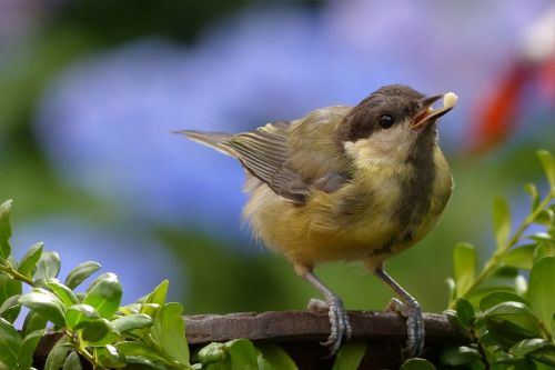 tit parus major bird