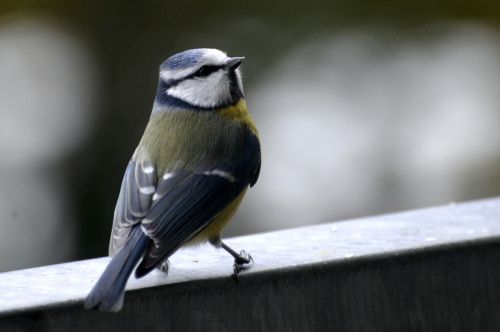 tit blue tit songbird