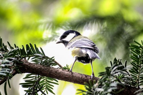 tit bird feather