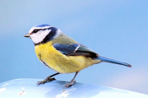 tit blue tit bird