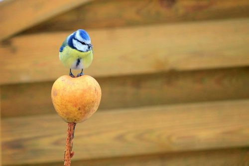 tit blue tit bird