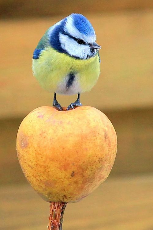 tit blue tit apple
