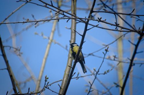 tit bird songbird