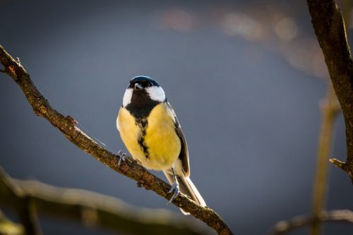 tit songbird bird