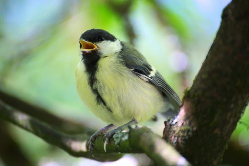 tit bird garden