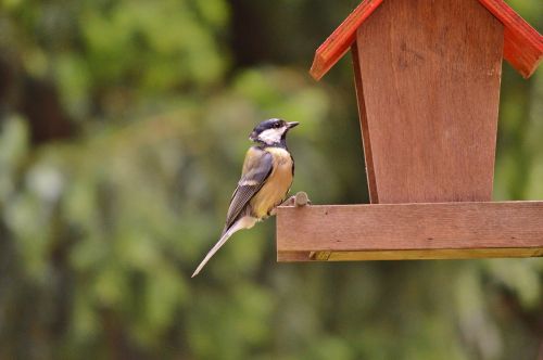 tit bird foraging