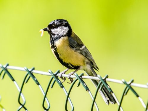 tit bird songbird