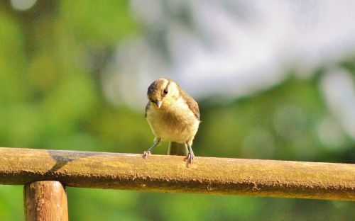 tit bird young bird