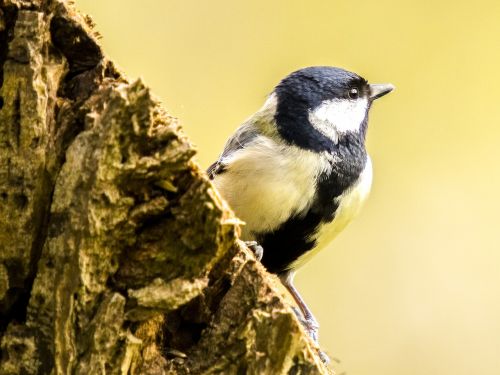 tit songbird garden bird